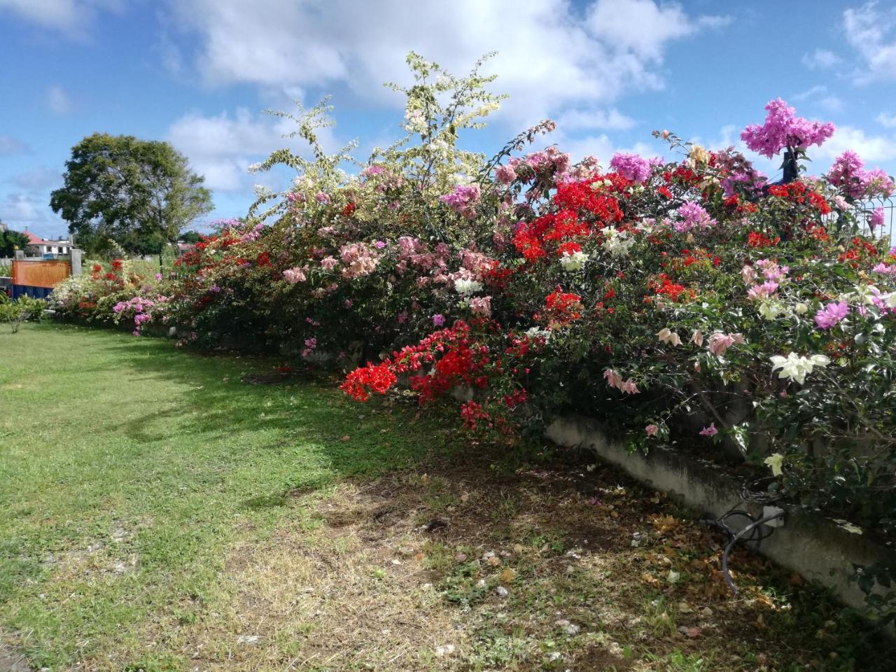 Отель Au Jardin De Beausejour Capesterre Экстерьер фото